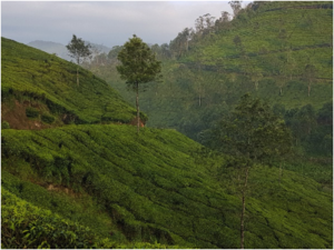 Visit tea plantations in South India with Best Exotic Tours